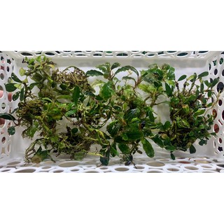 Cây thuỷ sinh Bucephalandra Brownie series 20gram