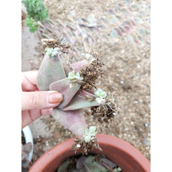 Mầm lá hồng mập