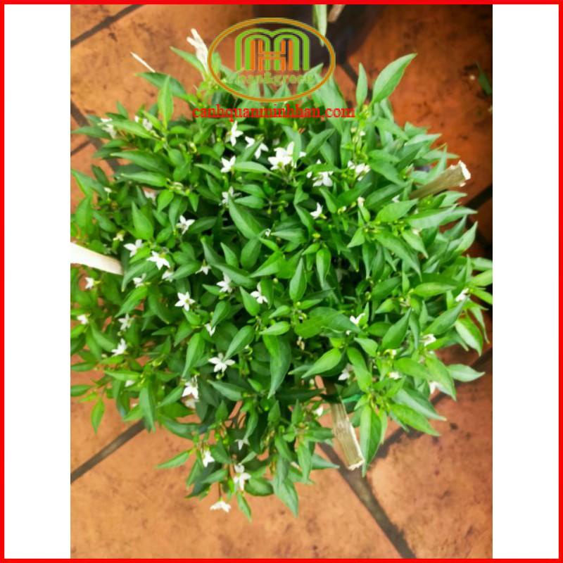 Cây gia vị cây ớt hiểm đang có hoa trái như hình