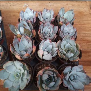 Echeveria Sangusta