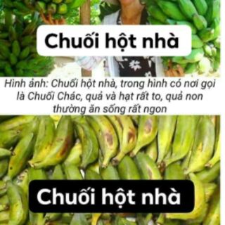 Chuối hột rừng khô Tây Bắc