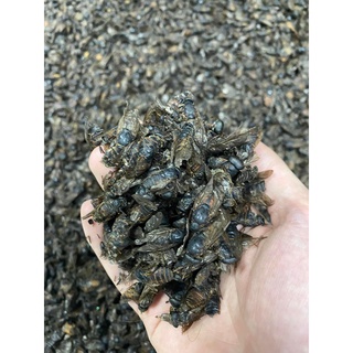100gr Manh Trùng-Ruồi trâu