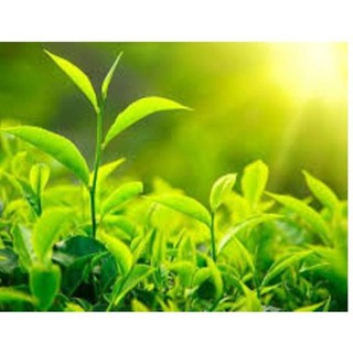 Combo 2 gói chế phẩm trừ rầy Anvado 100WP