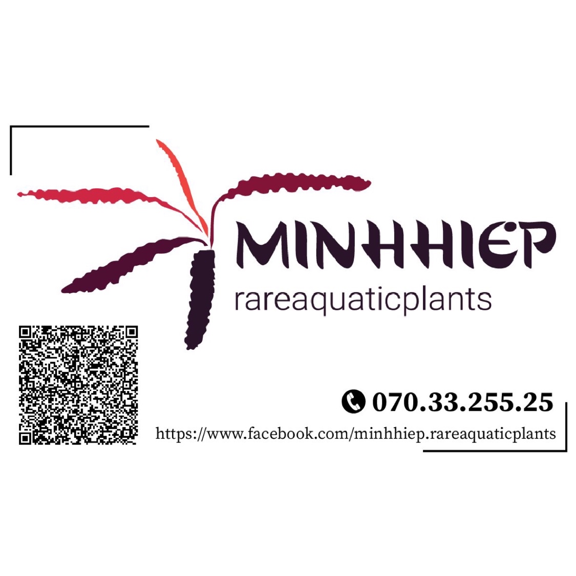 MinhHiep RareAquaticPlants