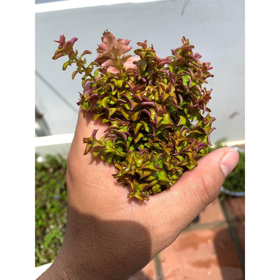 cây thuỷ sinh Rotala Pearl - vảy ốc ngọc trai - 30k/20 ngọn