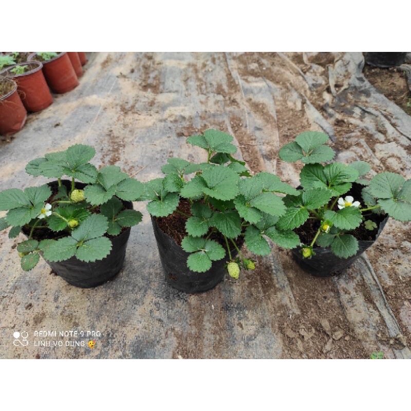 Cây dâu Tây chịu nhiệt bầu ổn định có hoa và quả 🍓