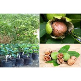 Óc Chó cho quả siêu to ,siêu nhiều quả mang lại hiệu quả kinh tế cao chuẩn cây giống F1