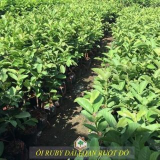 Cây giống ổi ruby ruột đỏ