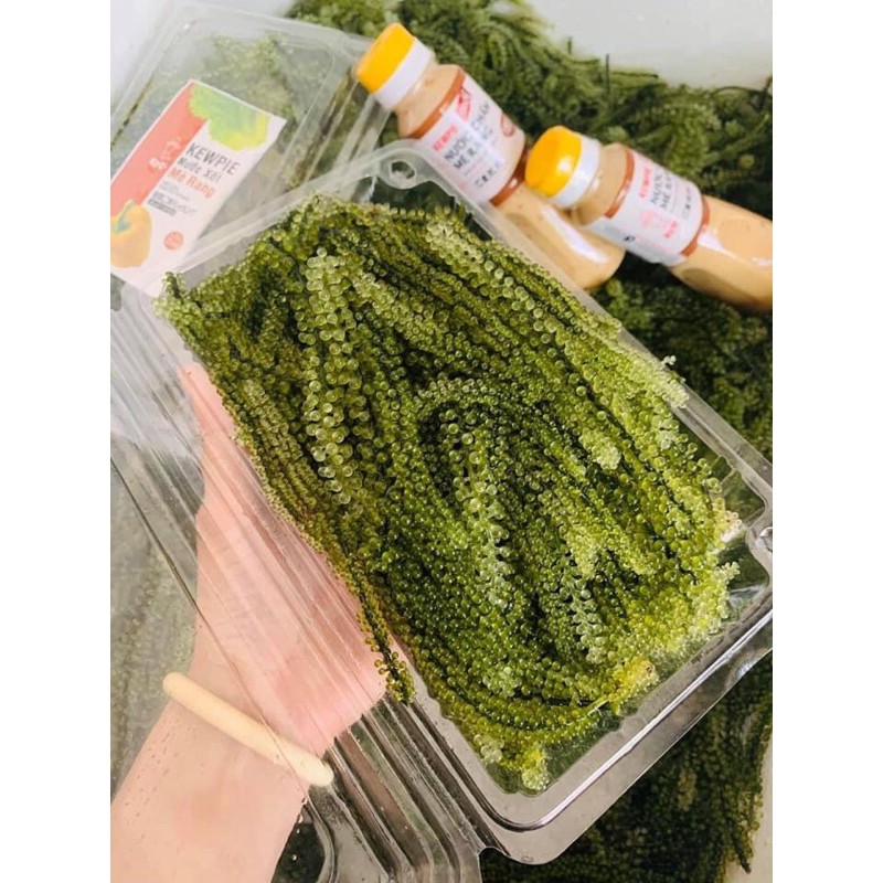 Rong nho tươi tại hà nội 95k/kg Ship siêu tốc