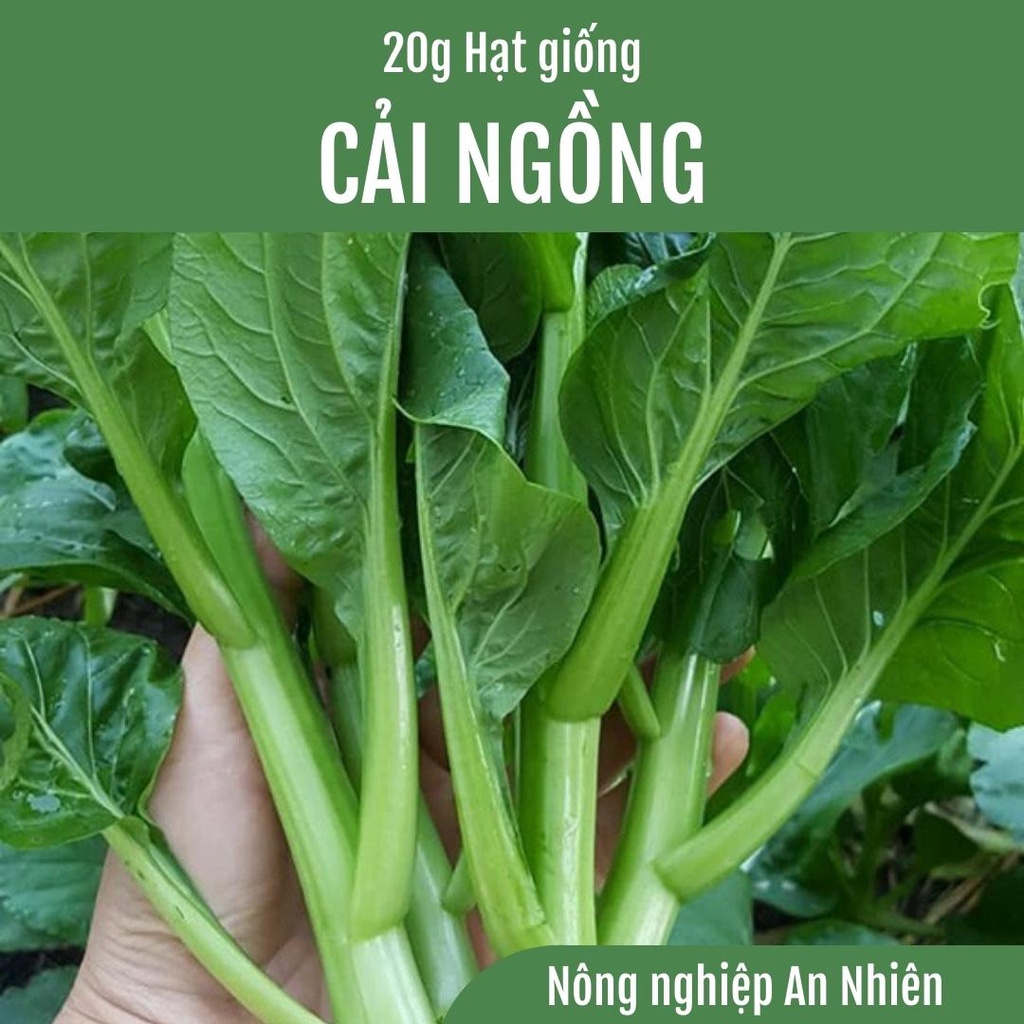 [GIÁ SỐC] 5000 Hạt Giống CẢI NGỒNG Thân mập