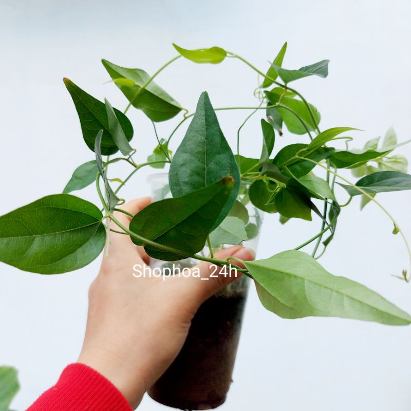 Cây sương sâm trơn, sâm lông