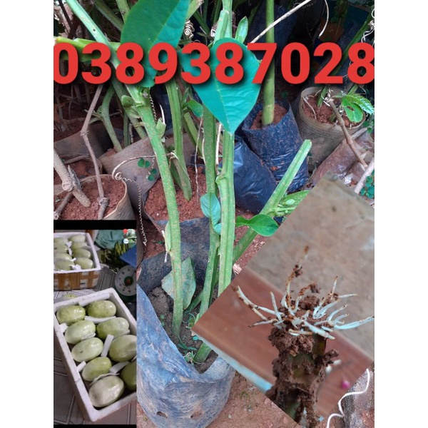 cây dưa tây giống,ra rễ như hình