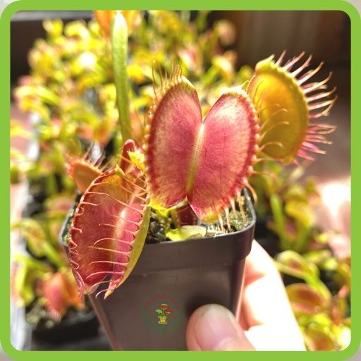 Cây bẫy kẹp bắt mồi Venus Flytrap, bắt ruồi, bắt côn trùng