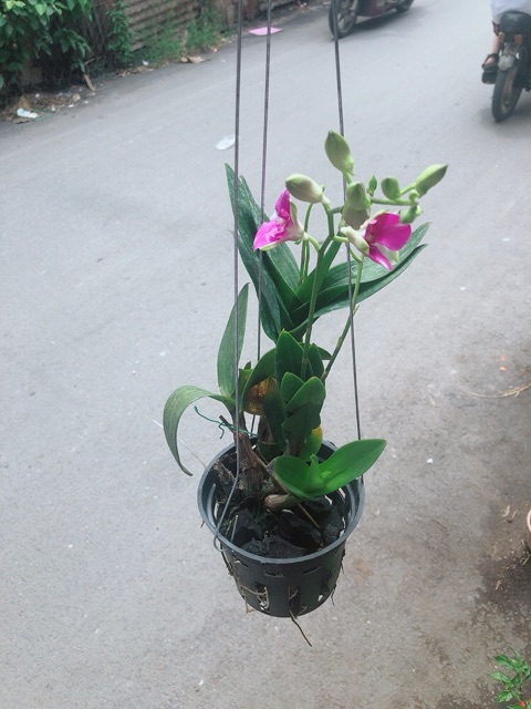 Chậu Lan Dendro Tím