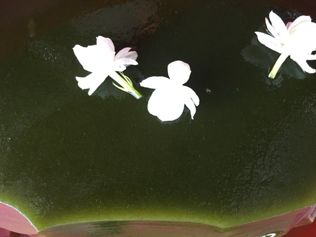 Bột thạch găng xanh loại 1 (100g) | BigBuy360 - bigbuy360.vn