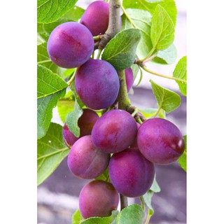 CÂY GIỐNG MẬN ĐỎ ÚC