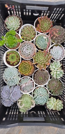 Sen đá (SIZE TRUNG) kích thước từ 9-12cm