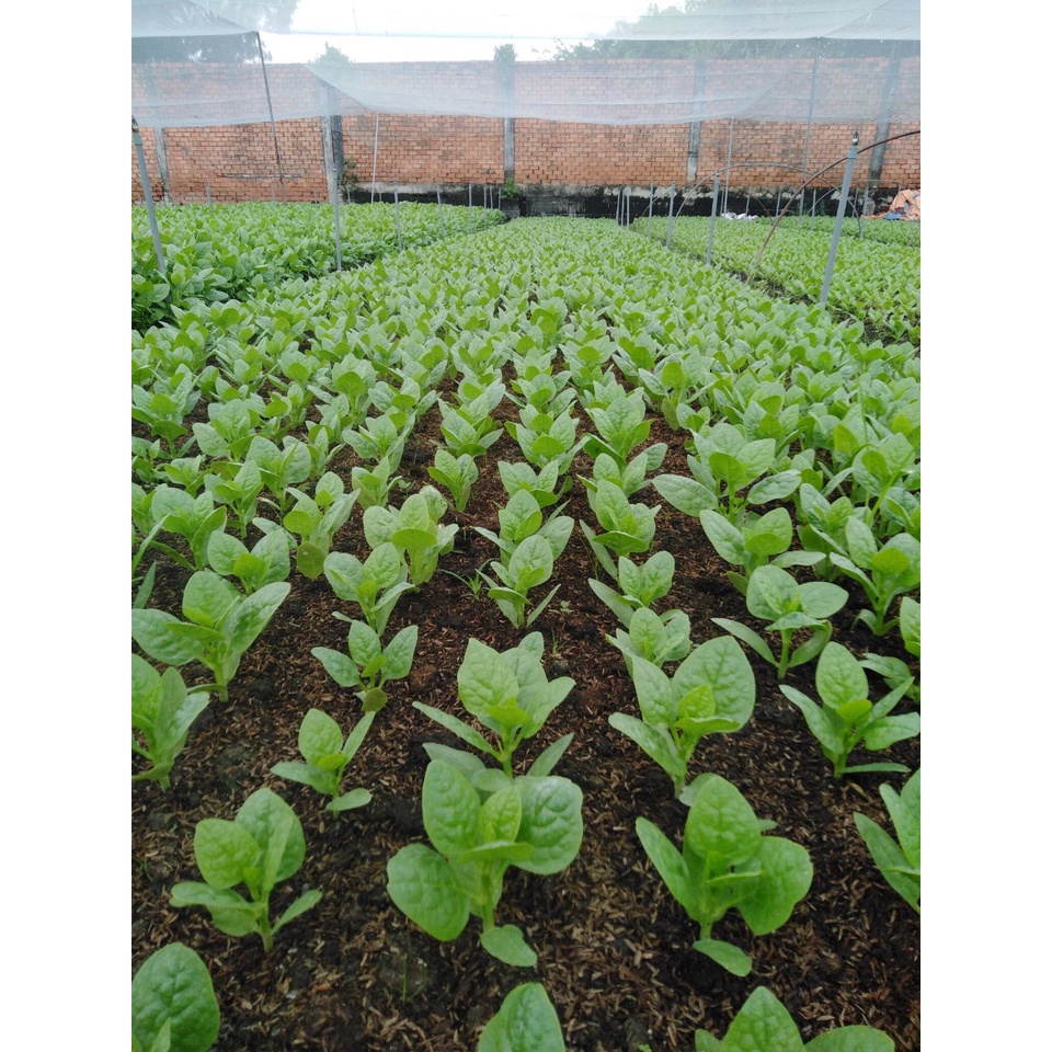 Bộ 10 béc tưới cây, béc tưới rau BB 926 phun mưa xoay 360 độ ren ngoài 17 21 mm tặng 10 nối răng trong 21 mm