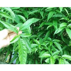 Combo 5 bầu 50 Cây xương khỉ giống/ combo 50 khúc trồng là sống dài 20-25cm