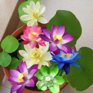 8 hạt giống sen nhật mini 8 màu tặng 2 hạt