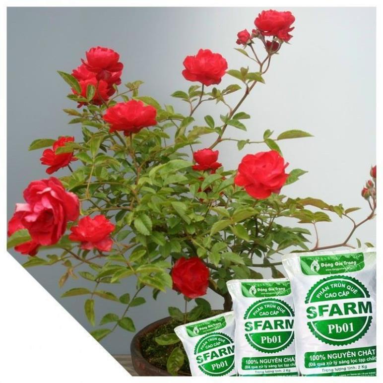 Trùn Quế SFARM Dạng Bột  Cao Câp Túi 2kg