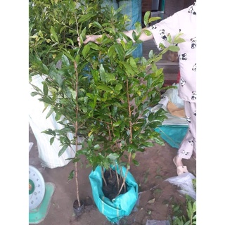 Cây giống Mai Cúc 2 Tầng ( CAM KẾT ĐÚNG GIỐNG)