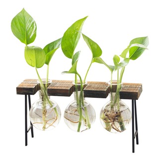 Chậu trồng cây thủy tinh hình bóng đèn
