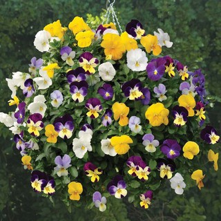 20h - HẠT GIỐNG HOA BƯỚM PANSY