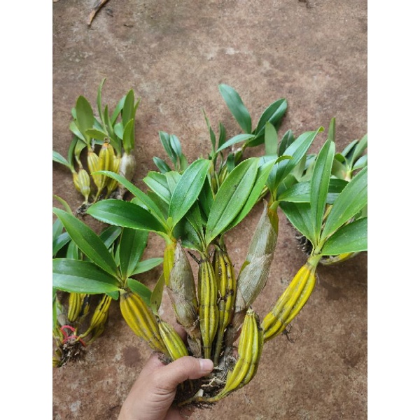 1 bó lan sơn thủy tiên