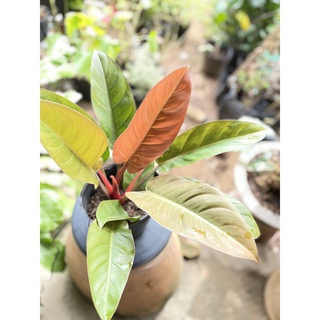 caykiengsadec - CâyTrầu bà đế vương đỏ - tặng phân bón cho cây mau lớn-trang trí nội thất cảnh quan sân vườn ngoài trời