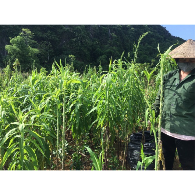 [GIÁ BÁN BUÔN] 1KG LÁ BỒ CÔNG ANH HÒA BÌNH [KHÔ, XANH, SẠCH, THƠM] -dltd