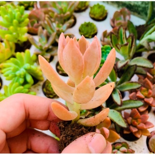 Sen đá đỏ - Đà Lạt - Lỗi 1 đổi 1