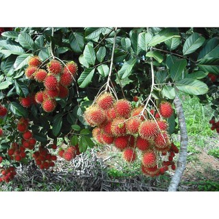 PHÂN BÓN ĐẦU TRÂU 20-20-15 - 1 gói