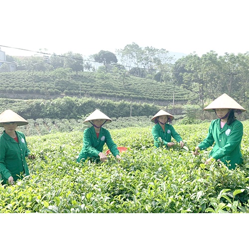 Trà Tân Cương Thái Nguyên túi 100g, OCOP 4 Sao, Tiền Chát Hậu Ngọt, Trà Sạch An Toàn Sức Khỏe