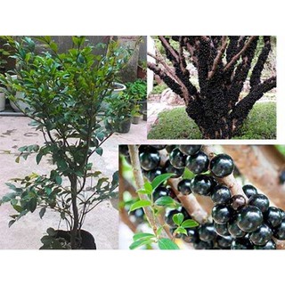 Cây nho thân gỗ Cao 20cm