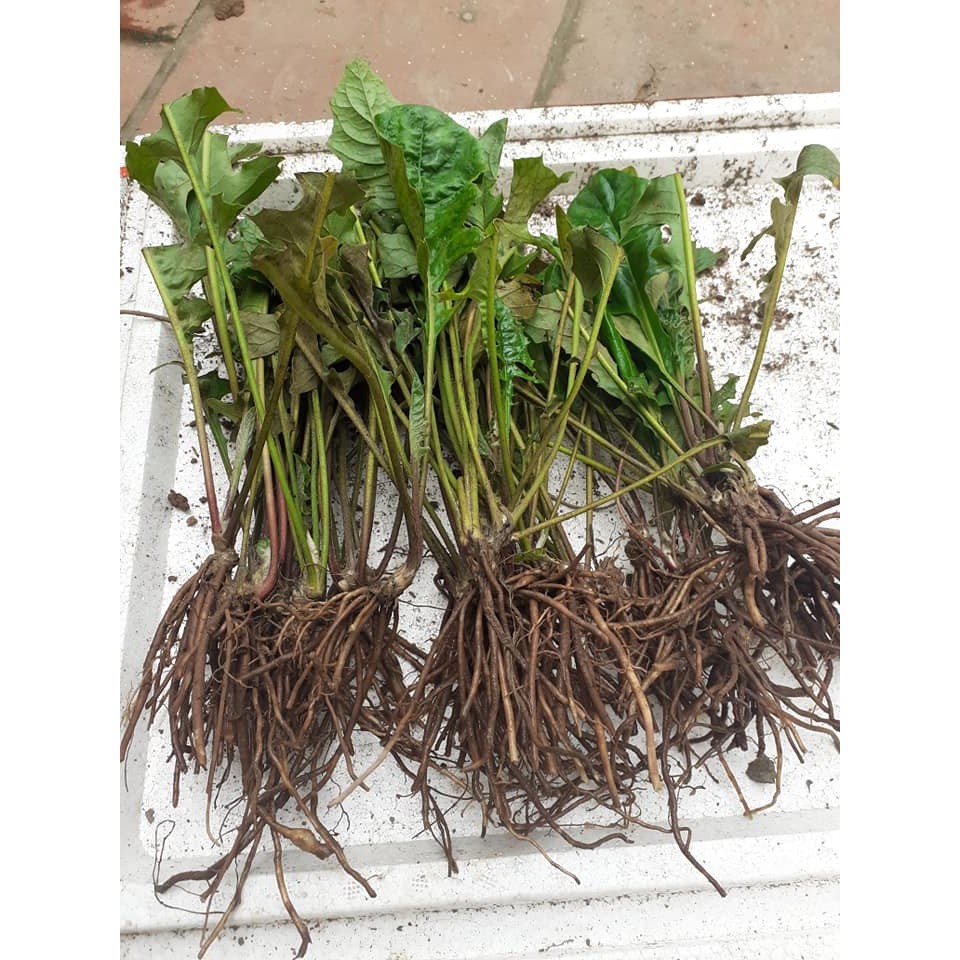 COMBO 5 CÂY GIỐNG HOA ĐỒNG TIỀN CỔ CÁNH KÉP ĐỦ MÀU - HĐTCCX
