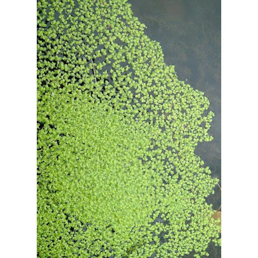 100g bèo nuôi cá, thuỷ sinh