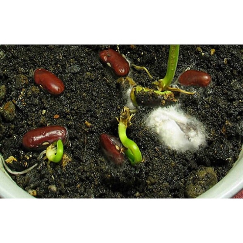 Hạt giống đậu đũa ngồi xanh gói 20gr ngon ngọt dễ trồng