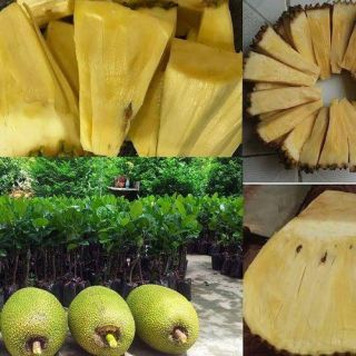 Cây giống mít k hạt cao hơn 1m