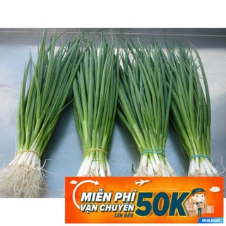 1g Hạt giống Hành lá