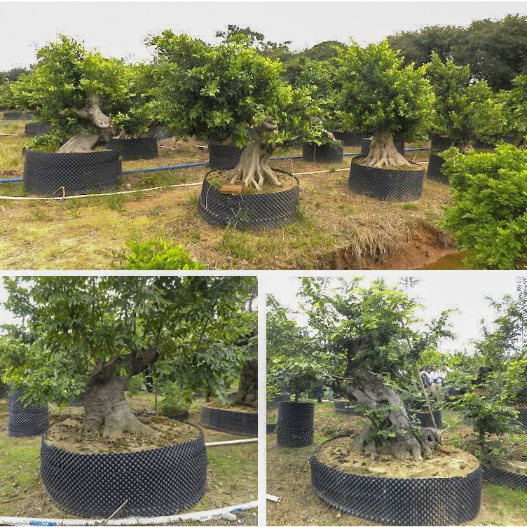 Sỉ cuộn Bầu ươm cây V6 thông minh cao 20cm, 30cm, 40cm, 50cm, 60cm, 70cm, 80cm