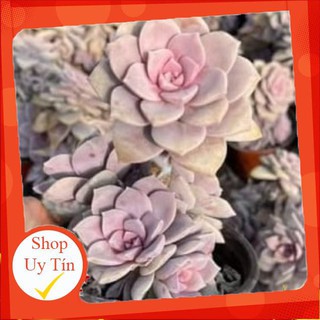 sen đá đĩa hồng cổ thụ🍏 |FREESHIP| 🔥 XỨ NÓNG, ĐÃ THUẦN KHÍ HẬU, KHOẺ ĐẸP 🍏 LỖI 1 ĐỔI 1