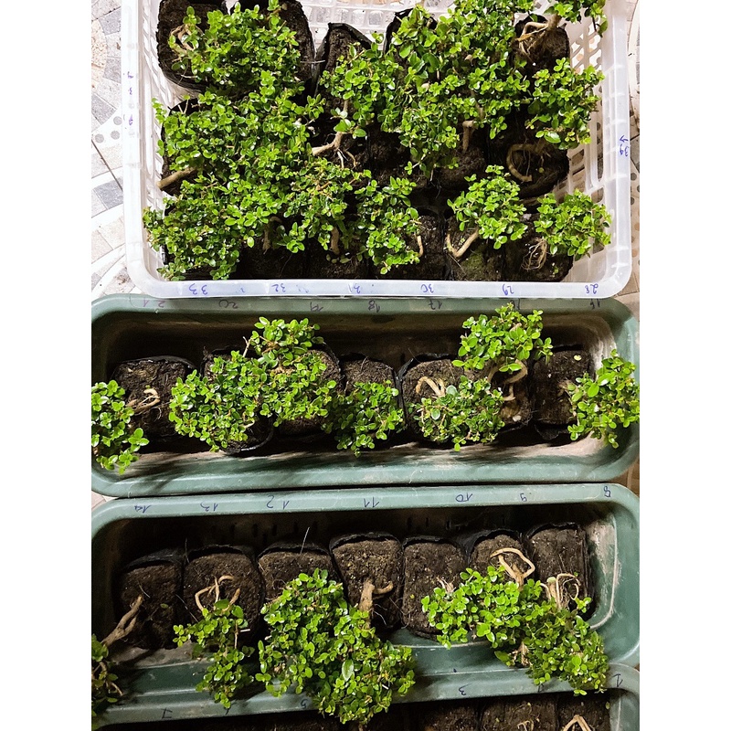 Sam hương mini (siêu mini) trang trí tiểu cảnh, Terrarium văn phòng Hà Nội