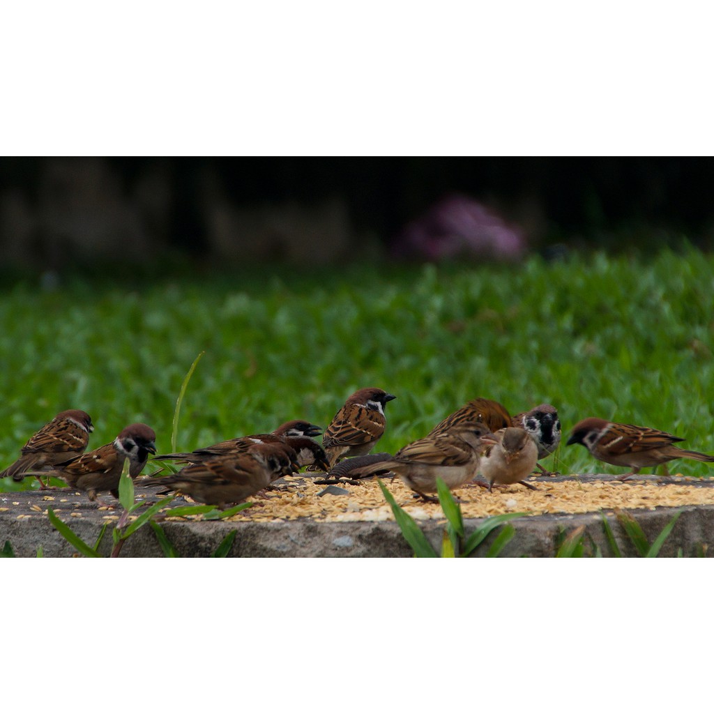 Lens Tamron 18 - 270 Di II PZD Sony A-mount AF