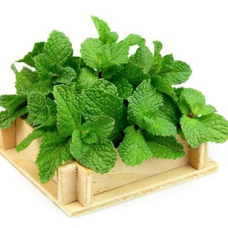 100h Hạt Giống Húng Bạc Hà Âu Húng Lũi Âu luckyseed hạt siêu rẻ