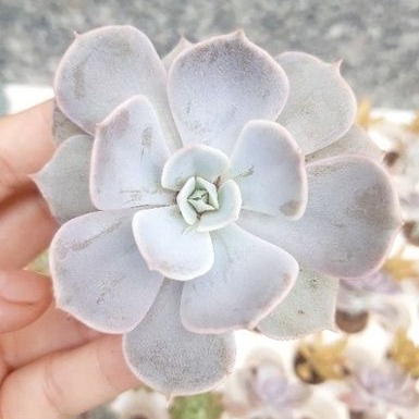 Sen đá bắp cải trắng