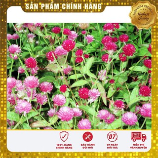 Hạt giống hoa bách nhật mix