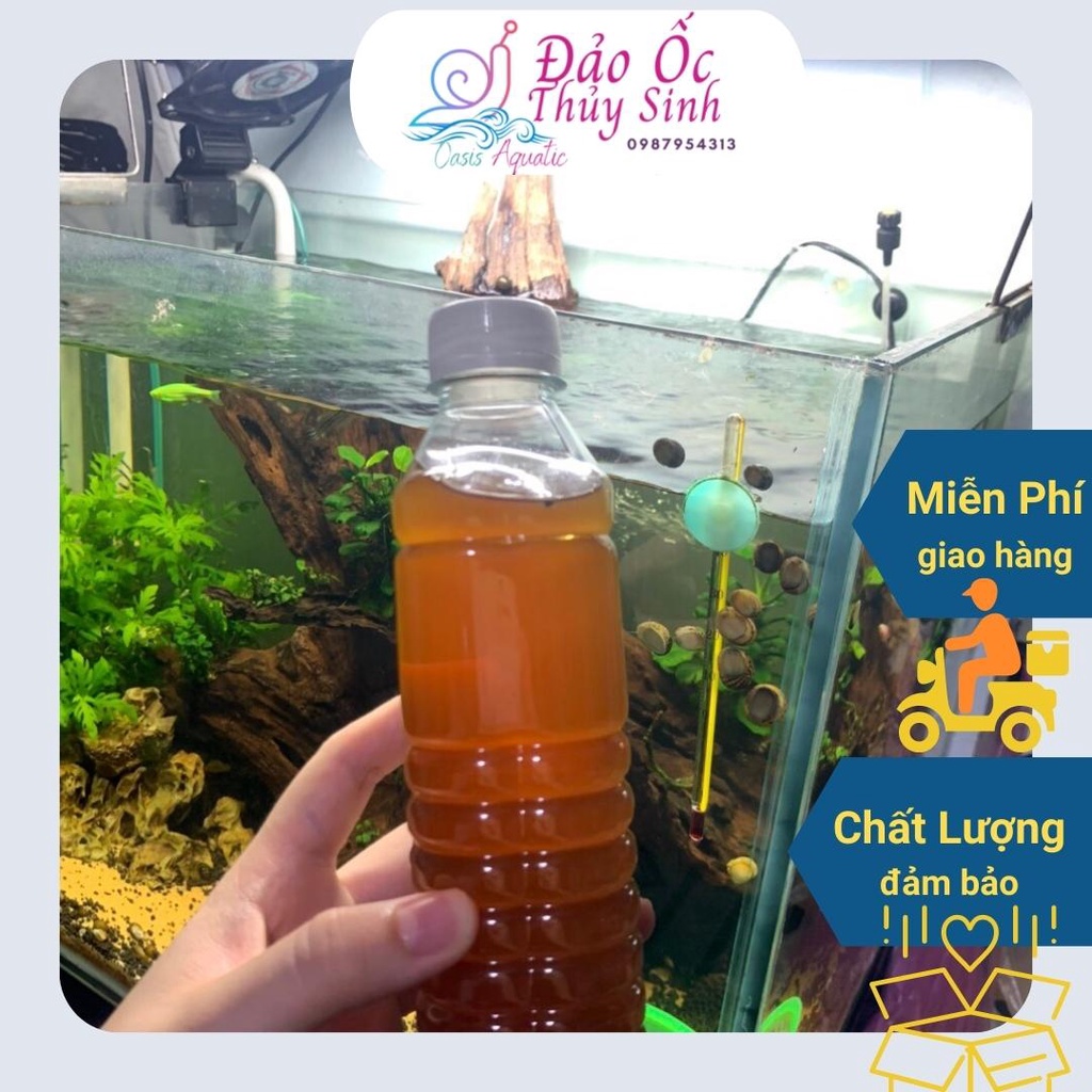 Nước cốt lá bàng thần thánh