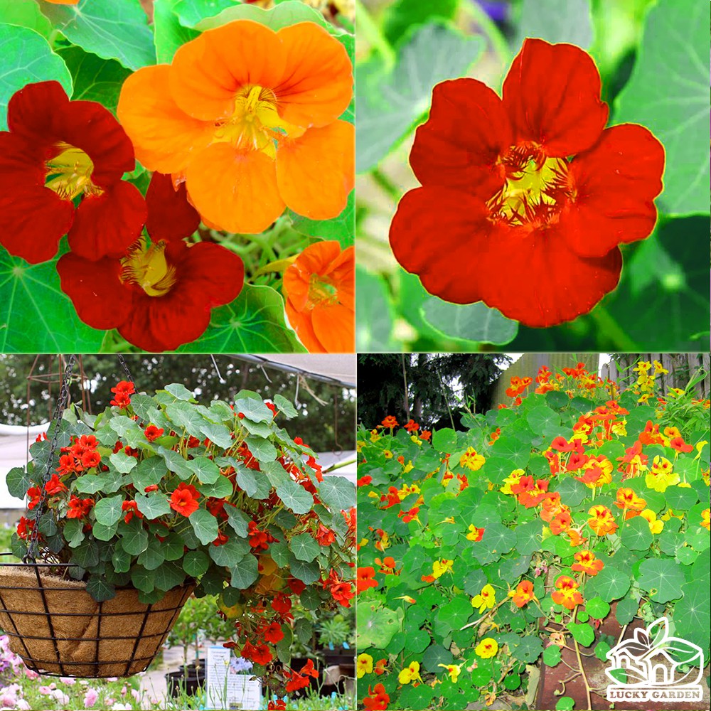 Hạt giống hoa sen cạn