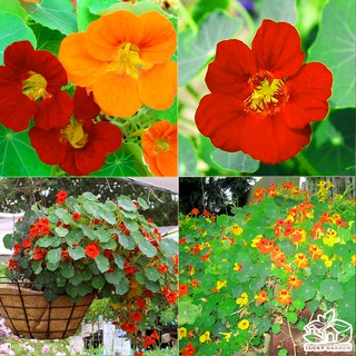 Hạt giống hoa sen cạn
